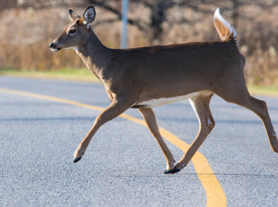 Deer crossing north Idaho road
